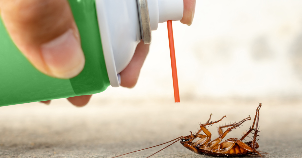Guide To Roach Extermination: Things Homeowners Must Know!