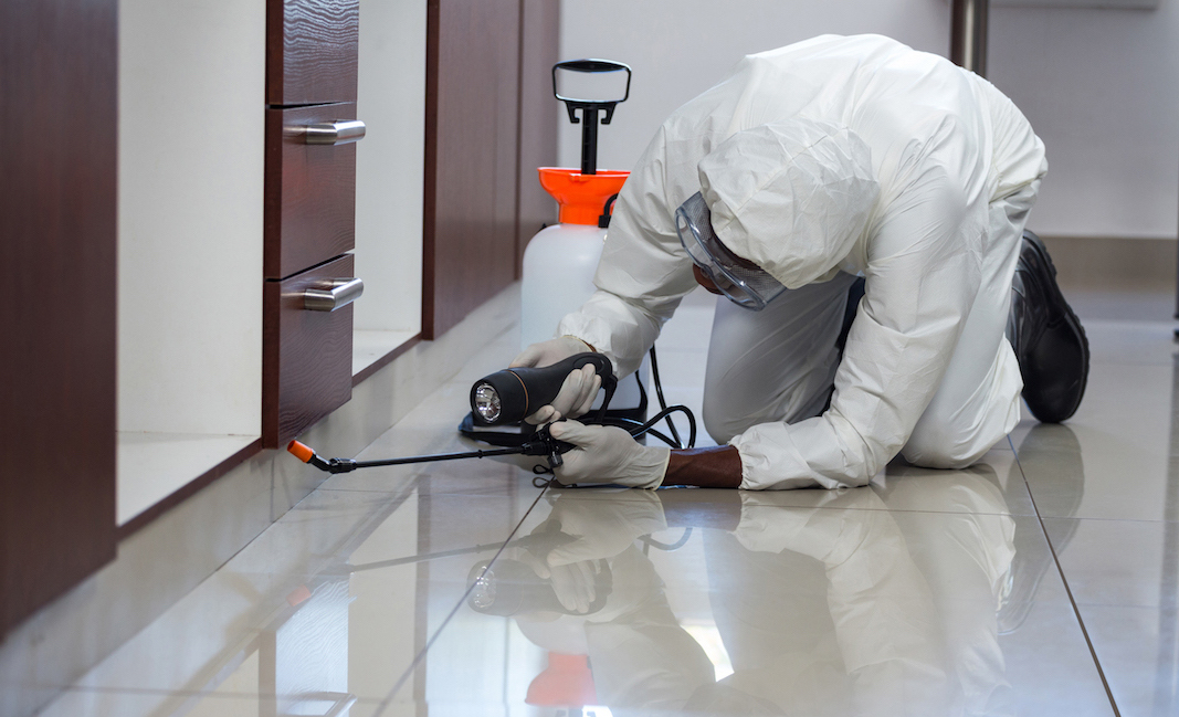 Why You Should Do Pest Control at Home?
