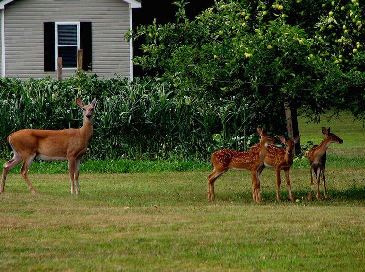 The Best Plants for Attracting Deer: What You Need to Know