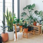 How to Choose the Right Indoor Plants for Your Space